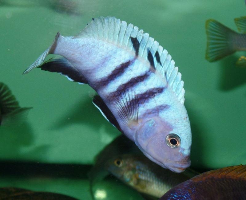 Maylandia pulpican 'Maingano Island'